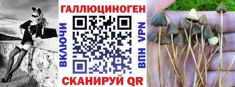 Купить  Велиж  Псилоцибиновые грибы Psilocybe 